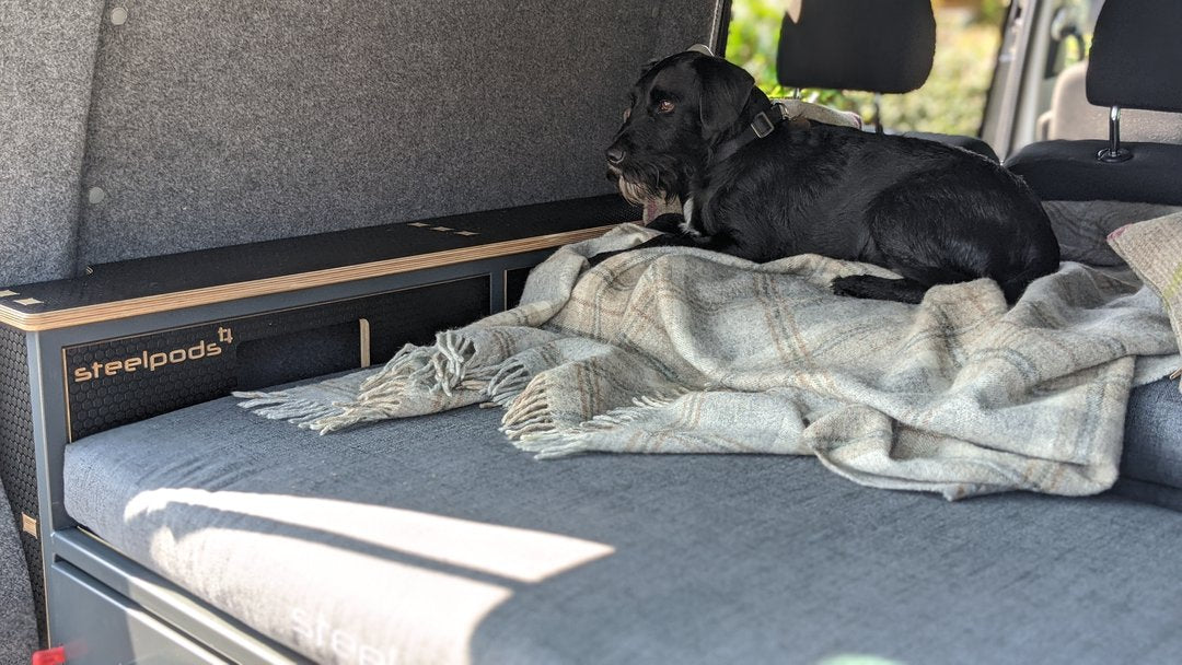 safely transporting a dog in a campervan